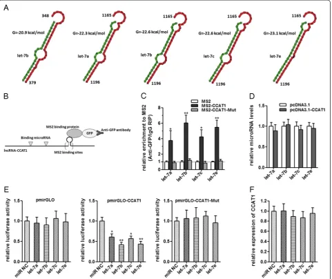 Figure 4 CCAT1 acts as a molecular sponge for let-7. (A) Bioinformatics predicted let-7 binding sites at two distinct positions in CCAT1