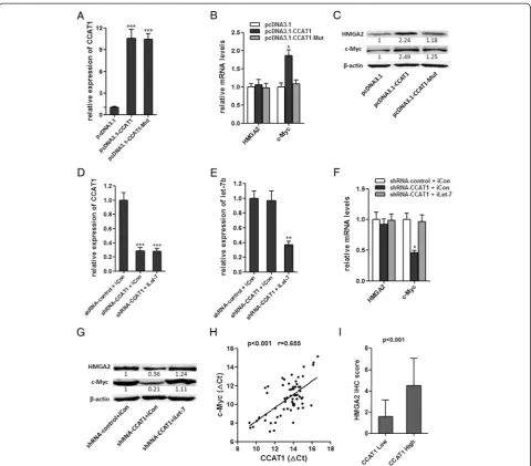 Figure 5 Regulation of endogenous let-7 targets by CCAT1. (A) The expression of CCAT1 in stable SMMC-7721 cell clones