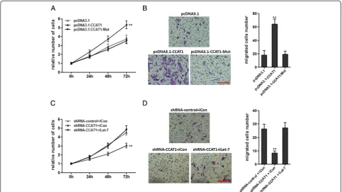 Figure 6 CCAT1 promotes HCC progression by competitively binding let-7. (A)effects of decreasing CCAT1 on cell migration by transwell assays