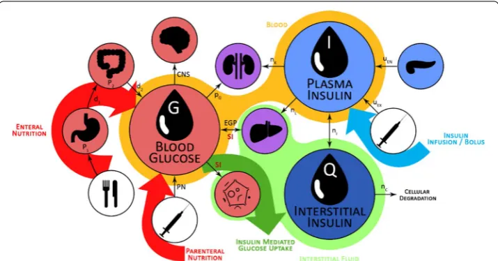 Fig. 6 Schematic representation of the ICING model. Enteral and parenteral nutrition pathways are shown, as the endogenous and exogenous insulin contributions