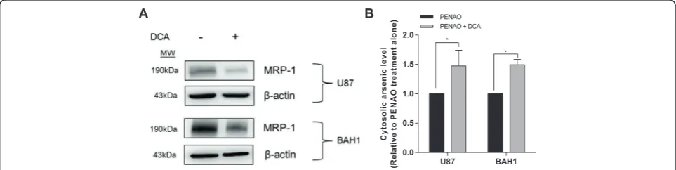 Figure 4 DCA treatment inhibits MRP1 expression, thereby increasing the cytosolic accumulation of PENAO in GBM cells