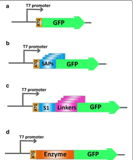 Fig. 1 Schemes for the construction of expression plasmids. a The expression plasmid for wild-type GFP