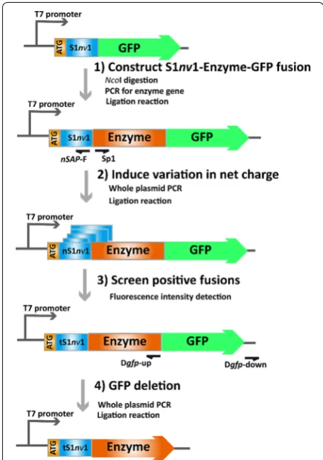 Fig. 2 Schemes for construction of the expression tag library. The general scheme used to construct an expression tag library based on nS1nv1 (ANANARAR)10