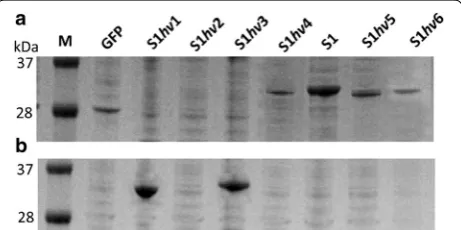 Fig. 4, all of the SAPs with different net charges increased GFP production. Under the same SAP length, SAPs with positive net charges produced the fluorescence intensi-