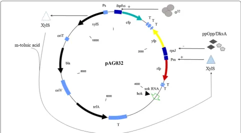 Fig. 1 Genetic map of the pAG032 reporter plasmid (11,238 nt large) including representation of the control mechanisms of the three promoter/resistance; hokreporter pairs