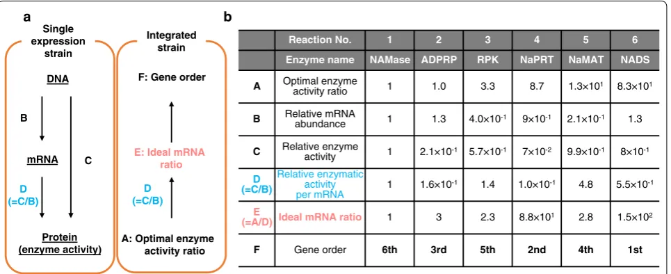 Fig. 2 Determination of gene order in an artificial operon. a The scheme to calculate ideal mRNA amounts for each gene is illustrated