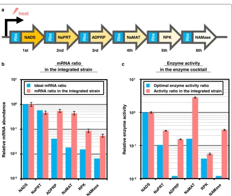 Fig. 3 mRNA and enzyme activity ratio in the integrated strain. a The construct of an artificial operon is illustrated