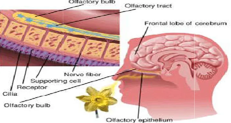 Fig. 1. Showing structure of olfactory mucosa  