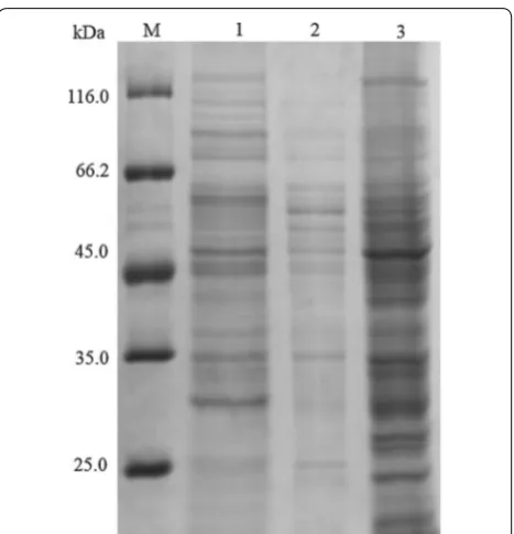 Fig. 1 Expression and secretion of α-amylase by B. subtilis WS11QS. SDS-PAGE analysis of the culture supernatants (lanes 1), cell disruption supernatants (lanes 2), and cell disruption precipitates (lanes 3) obtained using B