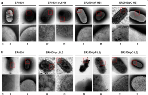Fig. 7 Immunoelectron microscopy of recombinant bacteria. a Electron microscopy (EM) images of ER0808 cells, ER0808-prL8HB cells, ER2566-pF-HB cells and ER2566-pC-HB cells, as indicated by the gold-conjugated E6F6 (set A, top panel) at ×49,000 magnificatio