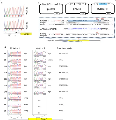 Fig. 2 Point mutation in the promoter resulted in enhanced expression of OmpF. a Sequences of the OmpF promoter − 80 region