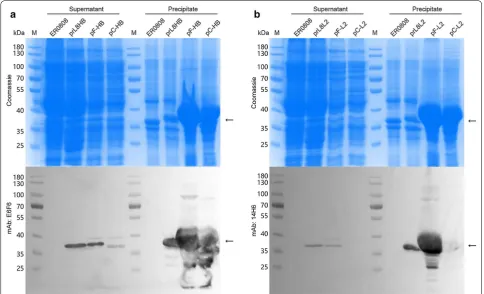 Fig. 4 Analysis of fusion protein expression. SDS-PAGE and western blotting analysis of the bacterial lysates of a bacteria ER0808, ER0808-prL8HB, ER2566(pF-HB) and ER2566(pC-HB), and b bacteria ER0808, ER0808-prL8L2, ER2566(pF-L2) and ER2566(pC-L2)