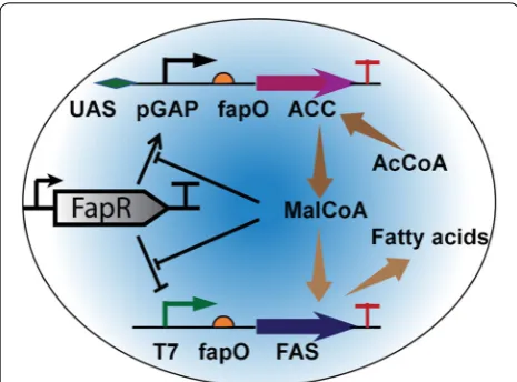 Fig. 5 A classical malonyl-CoA switch to dynamically regulate fatty acids biosynthesis