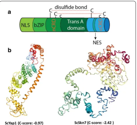 Fig. 4 Structural model of yeast transcriptional factors that enable selective import/export of transcriptional factors across the nuclear membrane