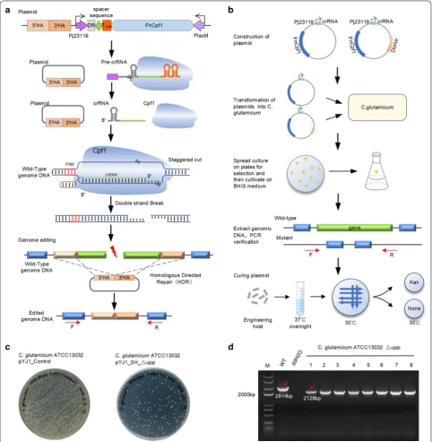 Fig. 1 Schematic overview of the CRISPR–Cpf1‑based system for iterative genome editing in C