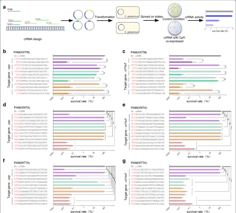 Fig. 2 PAM sequence optimization for FnCpf1‑mediated gene editing in C. glutamicum. a Illustration of the lethal reporter system for measuring Cpf1‑mediated DNA cleavage efficiency in C