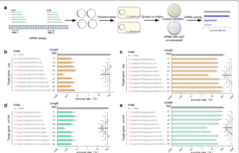 Fig. 3 On‑target gene editing efficiencies of crRNAs with spacer sequences of different lengths