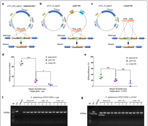 Fig. 4 Effects of repair template type on the CRISPR‑Cpf1 system editing efficiencies in C