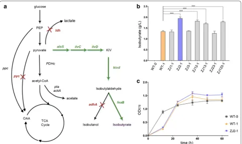 Fig. 5 Multigene editing for isobutyrate production in C. glutamicum using the optimized CRISPR‑Cpf1 system