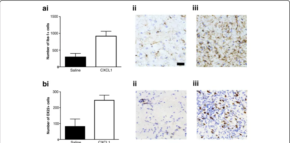 Fig. 6 CXCL-1 increases the lesion activity in the fEAE model. At 7 days, animals that received a peripheral injection of 1 μg CXCL-1 iv displayedmore (a) Iba1 immunoreactive microglia/macrophages (p < 0.05) and b more T cells (OX-22-positive) were present