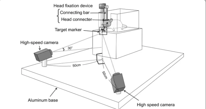 Fig. 1 Schematic illustration of the motion capture system. Two high-speed cameras were orthogonally positioned 50 cm away from the target markers and directed obliquely upward by 30°