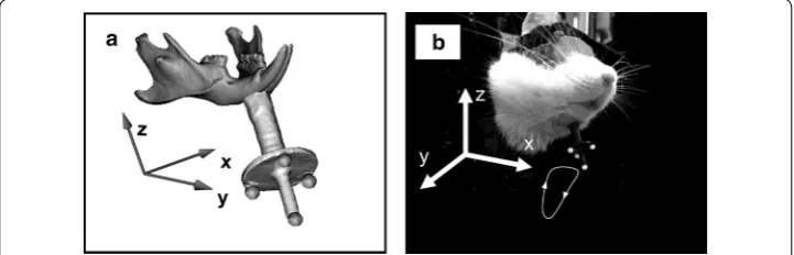 Fig. 4 a Coordinate system of the geometric model. b Coordinate system of the motion capture system