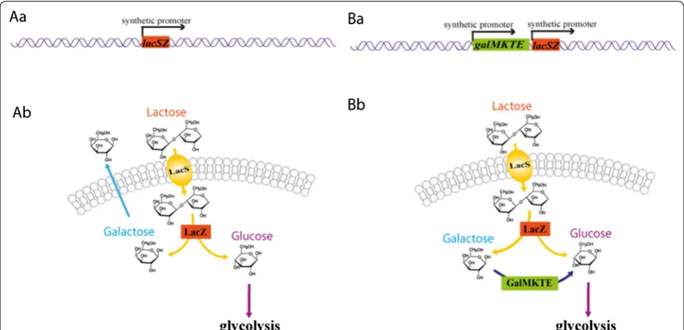 Fig. 1 Construction of the lactose-metabolizing C. glutamicum strain. Aa Introduction of the lacSZ operon into the chromosome of C
