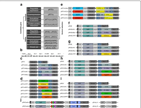 Table 1 The cloning compatibility of the synthesized MCS forrice CDSs