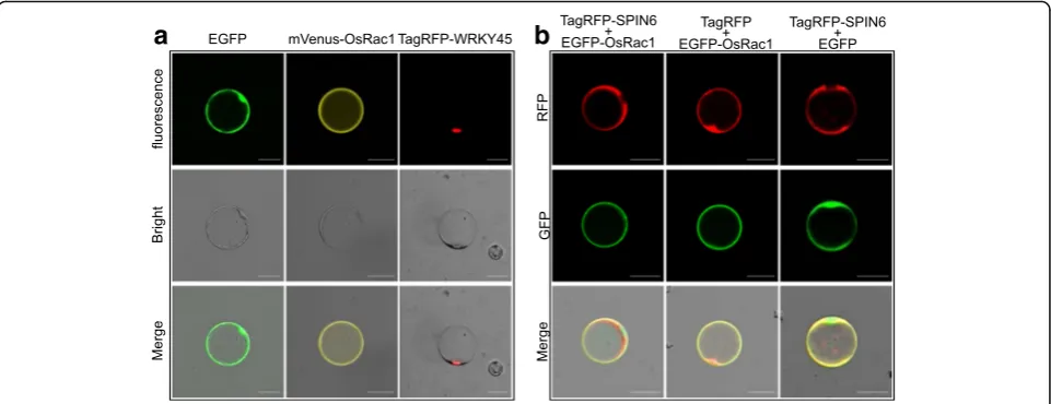 Fig. 2 Applications for protein localization in rice protoplasts. a Subcellular localization assay