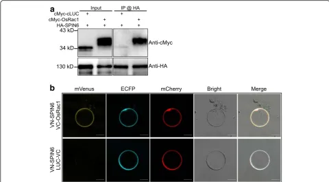 Fig. 3 Applications in protein transient expression and protein-protein interactions.terminal of luciferase.interaction assay between SPIN6 and OsRac1