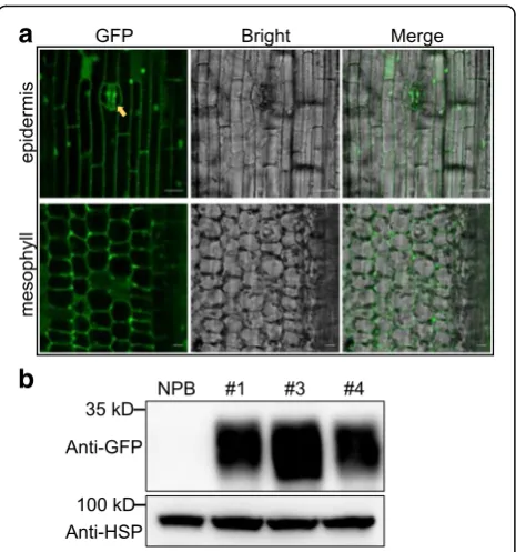 Fig. 4 Application of overexpression vectors in generating GFPtransgenic rice. a GFP signals in transgenic line #1 tissues