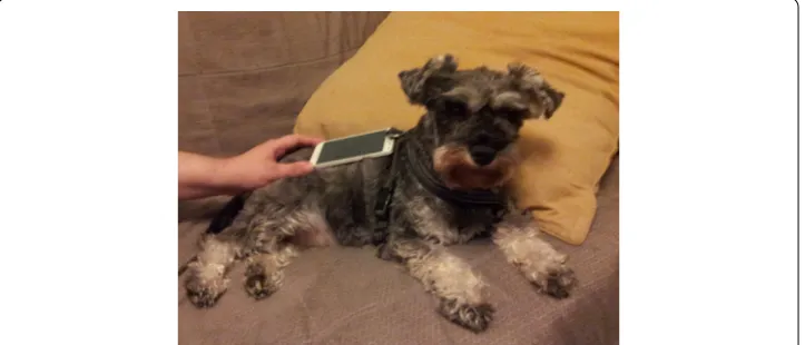 Fig. 2 Implementing smartphone‑only measurement. The placement of the smartphone in home measurements (HM-B) was usually on the ridge (while the dog was standing or in prone position) or on either lateral side of the dog, while the dog was resting on the o