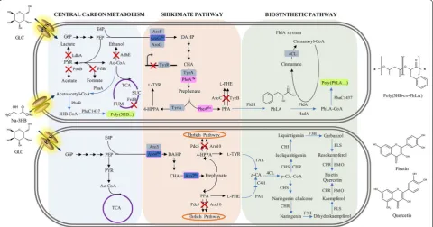 Fig. 3 The metabolic engineering approaches to microbial production of aromatic amino acid derivatives