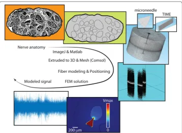 Fig. 4 Hybrid FEM-NEURON model development. The steps executed to develop the model are summarized: nerve anatomy is segmented, and then extruded to obtain the 3D realistic model of the nerve