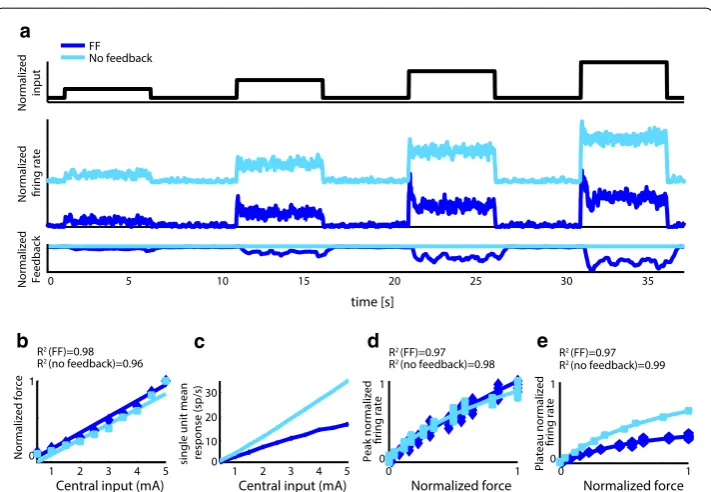 Fig. 8 Isotonic task modeling. fits obtained in the two cases with Eq. (quality of the linear fitting  (Rnormalized to its maximum in simulated response to increasing supraspinal input with no feedback and force feedback (strength of the central input