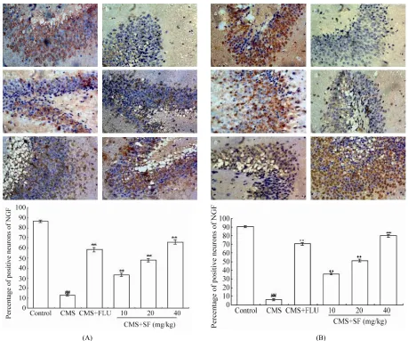 Figure 5. Representative microphotographs and numbers of NGF(A)- and BDNF(B)-immunopositive neurons in the hippocampal DG sector of CMS-induced depression-like model rats
