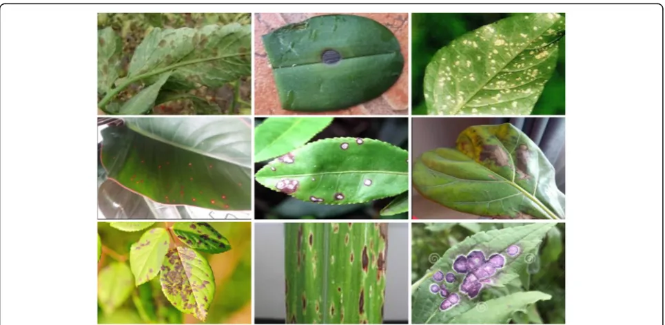 Fig. 4 The representative of diseases and pests affecting tomato plants. In Fig.temperature, ( 4, we show representatives of different conditions and varyingdiseases and pests identified in our work