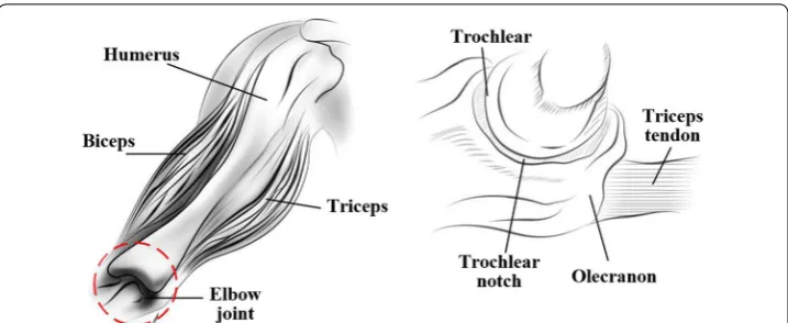 Fig. 2 The distribution of muscle groups associated with the upper limb and a lateral drawing of the elbow joint