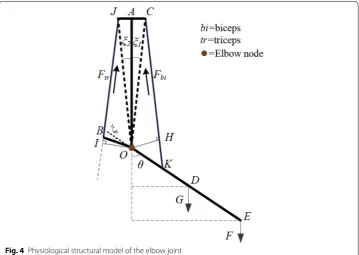 Fig. 4 Physiological structural model of the elbow joint