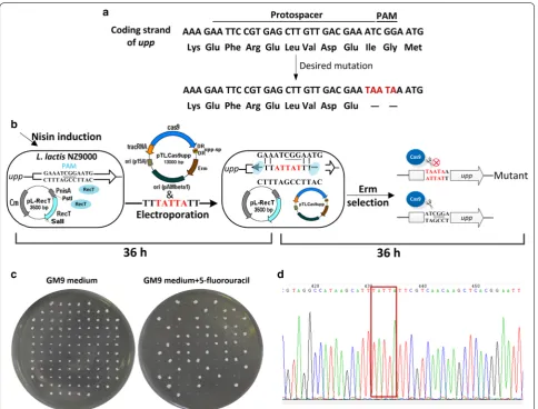 Fig. 2 CRISPR/Cas9 as counterselection marker after ssDNA recombineering. a Sequence of the targeted upp region of L