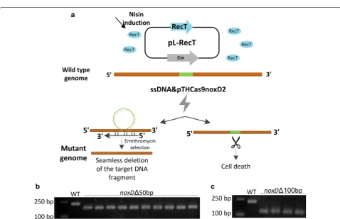 Fig. 4 Sequential precise point mutation of the galK gene in L. lactis with the Δupp mutations