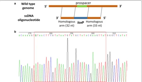 Fig. 6 Short DNA insertion into the L. lactis genome. a Schematic diagram of the loxP site insertion into the noxD gene