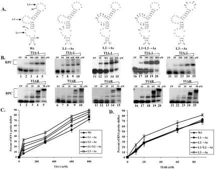 Figure 3.1: Effect of A substitutions in L1, L2, and L3 within the WNV3 5)RNAs. Mutations are indicated by asterisks