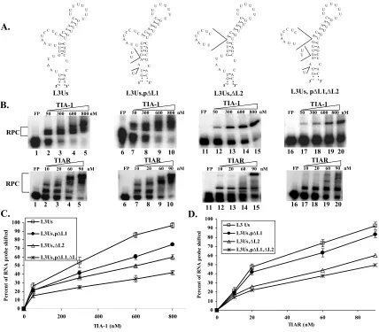 Figure 3.2: Effect of deletions in L1 and/or L2 of the L3→Us mutant RNA on   rTIA-1 and rTIAR binding activity