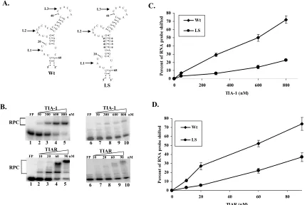 Figure 3.3: Effect of increasing the distance between L1 and L2 within the  WNV3’(-)SL RNA on rTIA-1 and rTIAR binding activity