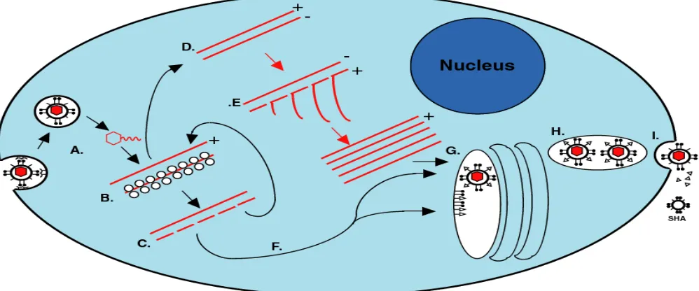 Figure 1.1:  Flavivirus replication cycle. A. Attachment, entry, and uncoating. B. Polyprotein translation