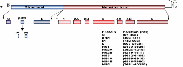 Figure 1.2:  The WNV genome. Noncoding regions (terminal black lines), structural proteins (blue bars), and nonstructural proteins (red bars)
