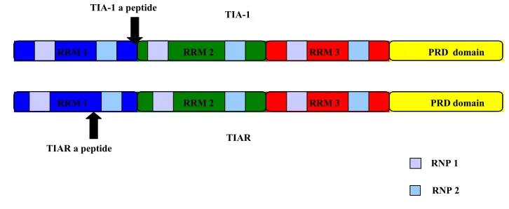 Figure 1.3: Schematic structure of TIA-1 and TIAR. RRM1 (blue), RRM2 (green), positions of the additional mini peptides in the long isoforms of TIA-1 and TIAR are RRM domain contains two ribonucleoprotein sequences (RNP 1 and RNP2)