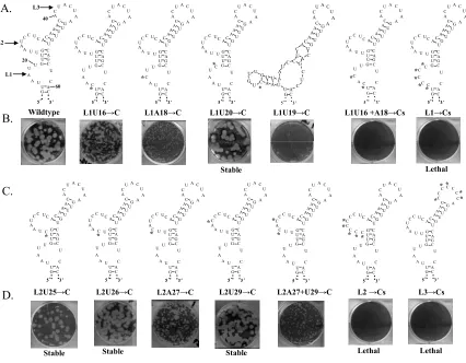 Figure 2.6. Effect of deletion of A and U nucleotides in L1, L2, or L3 of the ’