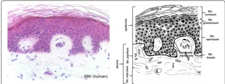 Fig. 1 Histological cut (left) of human skin and corresponding drawing. Epidermal layers and the cellular components of the dermis are removed during processing, while saving the structural components of the dermis